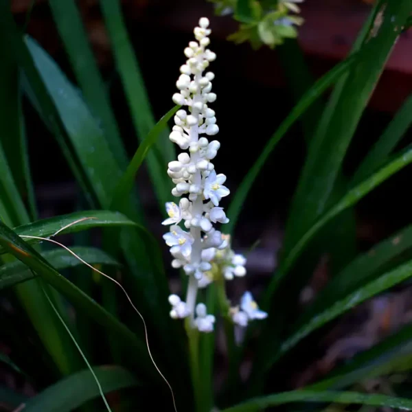 https://www.novenyimado.hu/wp-content/uploads/2026/08/Liriope-muscari-Monroe-White-600x600.webp