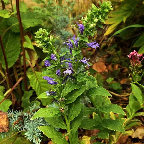 https://www.novenyimado.hu/wp-content/uploads/2026/08/Lobelia-siphilitica-600x600.webp