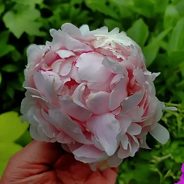 https://www.novenyimado.hu/wp-content/uploads/2026/08/Paeonia-duchesse-de-nemours-600x600.webp