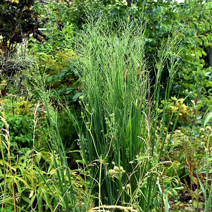 https://www.novenyimado.hu/wp-content/uploads/2026/08/Panicum-virgatum-Northwind-700x700.webp