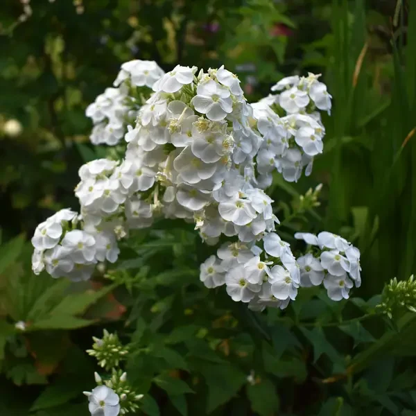 https://www.novenyimado.hu/wp-content/uploads/2026/08/Phlox-paniculatum-White-Admiral-600x600.webp