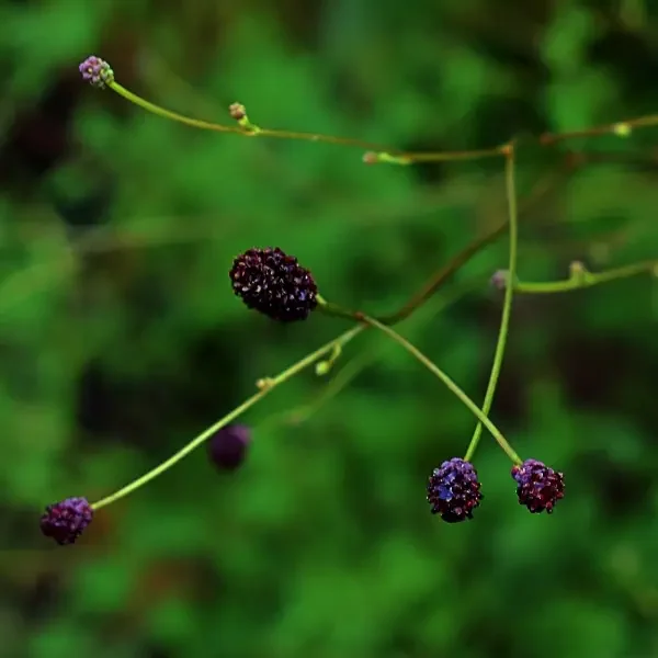 https://www.novenyimado.hu/wp-content/uploads/2026/08/Sanguisorba-officionalis-Xinzhou-Black-600x600.webp