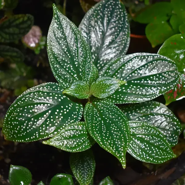 https://www.novenyimado.hu/wp-content/uploads/2026/08/Sonerila-maculata-600x600.webp