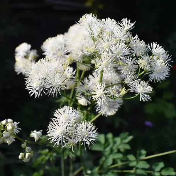 https://www.novenyimado.hu/wp-content/uploads/2026/08/THALICTRUM-petaloideum-600x600.webp