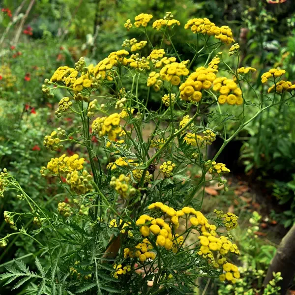 https://www.novenyimado.hu/wp-content/uploads/2026/08/Tanacetum-vulgare-600x600.webp