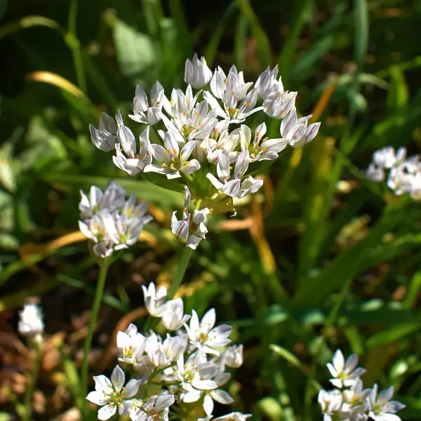 https://www.novenyimado.hu/wp-content/uploads/2026/08/allium-neapolitanum-600x600.webp