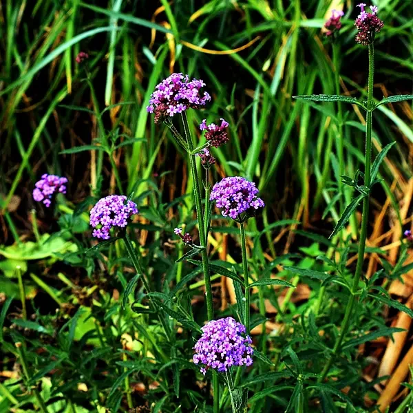 https://www.novenyimado.hu/wp-content/uploads/2026/08/verbena-little-cloud-600x600.webp