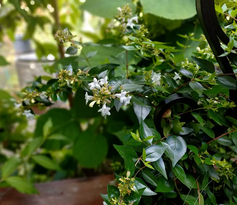 Abelia chinensis