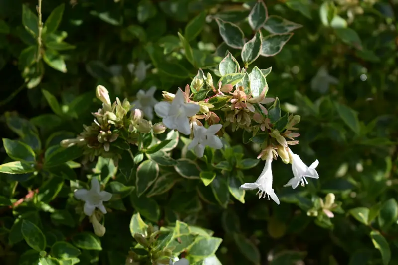 Abelia grandiflora Sarabande